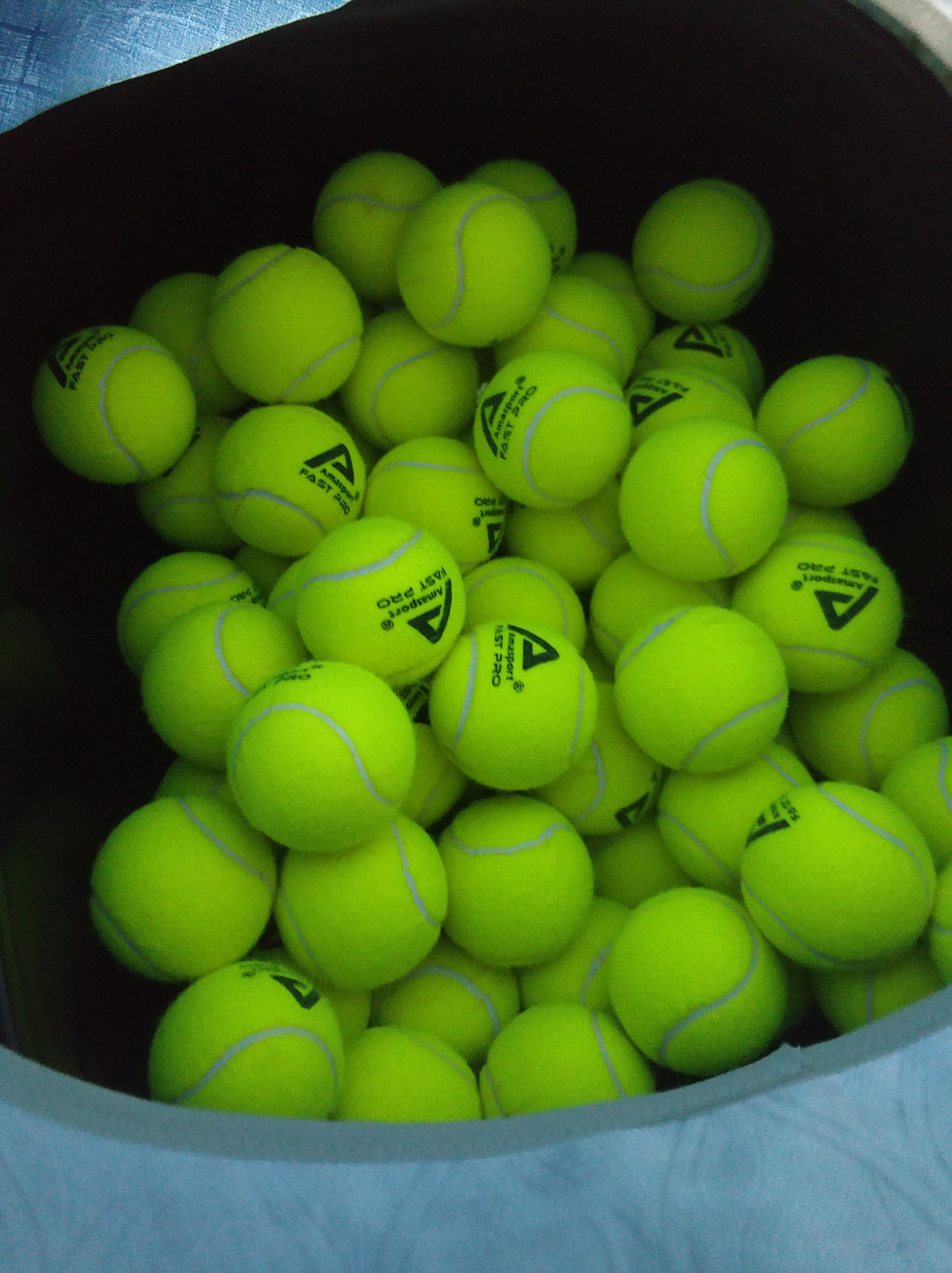 皇家社会的 皇家社会的